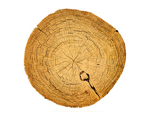 Wall Mural - felled piece of wood from a tree trunk with growth rings isolated on white. natural vintage wood tex