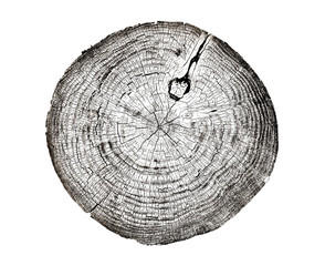 Wall Mural - piece of wood circle with growth rings on a white background. black and white felled tree trunk with