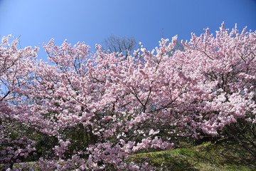 Canvas Print - Cherry Blossoms in Full Bloom / Scenes of Spring in Japan