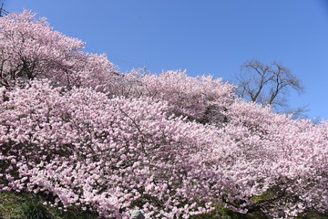 Canvas Print - Cherry Blossoms in Full Bloom / Scenes of Spring in Japan