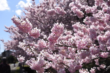 Wall Mural - Cherry Blossoms in Full Bloom / Scenes of Spring in Japan