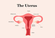 Female reproductive system. The uterus infographics. Vector illustration on white background.