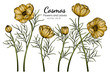 Yellow Cosmos flower and leaf drawing illustration with line art on white backgrounds.