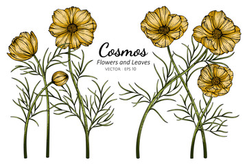 Wall Mural - yellow cosmos flower and leaf drawing illustration with line art on white backgrounds.