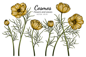 Wall Mural - yellow cosmos flower and leaf drawing illustration with line art on white backgrounds.