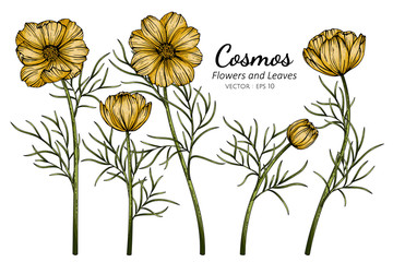 Wall Mural - yellow cosmos flower and leaf drawing illustration with line art on white backgrounds.