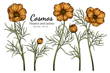 Orange Cosmos Flower And Leaf Drawing Illustration With Line Art On White Backgrounds.