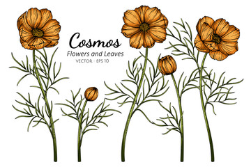 Wall Mural - orange cosmos flower and leaf drawing illustration with line art on white backgrounds.