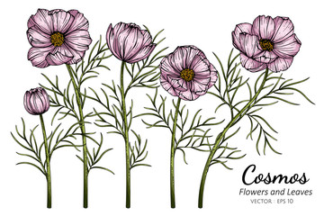Wall Mural - pink cosmos flower and leaf drawing illustration with line art on white backgrounds.