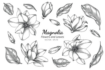 Wall Mural - Magnolia flower and leaf drawing illustration with line art on white backgrounds.