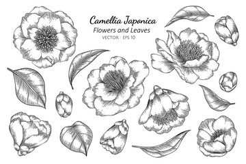 Wall Mural - Camellia Japonica flower and leaf drawing illustration with line art on white backgrounds.