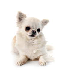 Canvas Print - chihuahua dog isolated on white background