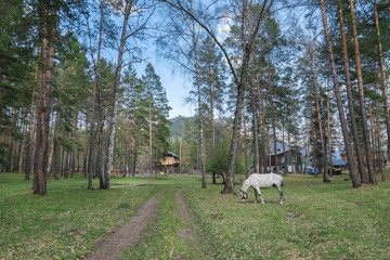 Two racehorses in the pasture on the background of the Altai mountains.