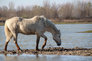 Wall Mural - CAVALLO CAMARGUE