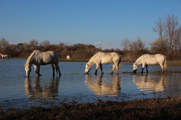 Wall Mural - CAVALLO CAMARGUE