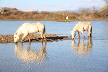 Wall Mural - CAVALLO CAMARGUE