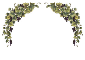 Wall Mural - Grapes illustration frame 13-03