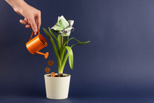Concept Money Is Growing. A Female Hand Holds A Small Watering Can And Pours Coins With A Sprout In A Pot. From A Plant A Flower From Euro Grows Up. Still Life With Copy Space In The Background.