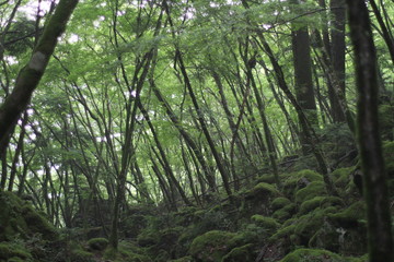  Moss forest