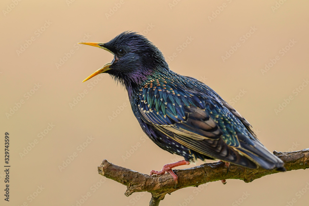 European Starling - Sturnus vulgaris, beautiful perching bird from European meadows and gardens, Hortobagy, Hungary. - obrazy, fototapety, plakaty 
