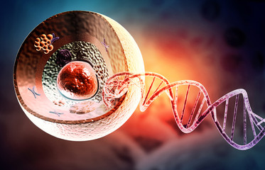 Human cell anatomy. 3d illustration..