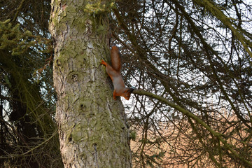 squirrel living in the park