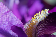Natural Floral Background With Purple Bearded Iris On A Blurred Background. Macro Shot Of A Iris Flower
