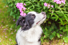 Outdoor Portrait Of Cute Smilling Puppy Border Collie Sitting On Park Or Garden Background. New Lovely Member Of Family Little Dog Smelling Flowers. Pet Care And Funny Animals Life Concept.