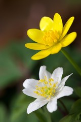 Fleurs forêt