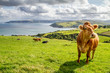 Irish cow with a beautiful countryside and the sea on the background