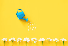 Watering White Chamomiles From Small Blue Watering Can On Yellow Background. Creative Concept Of Investment, Growth, Success In Business And Life Or Hello Summer. Top View Flat Lay