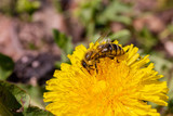 Fototapeta  - eine Honigbiene sammelt an einer Blume (Löwenzahn) Honig