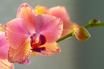 Sticker - Pink and yellow pastel orchid close up on blurred background