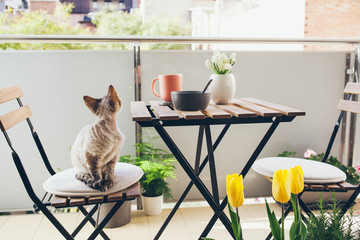 Wall Mural - Green balcony decorated with a lot of plants and spring flowers. Beautiful new outdoor furniture wooden - table and chairs. Having breakfast on the terrace with garden view at home with cat mate.