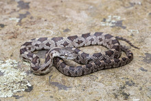 Juvenile Eastern Rat Snake - Pantherophis Alleghaniensis