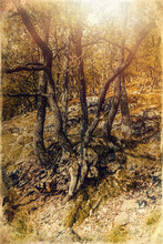 Trunk Of Old Tree, Oak Tree, Old Photo Effect.