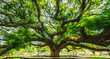 © day2505 - Panorama beautiful nature scenic landscape Giant Monkey Pod Tree, Attraction famous landmark tourist travel Kanchanaburi Thailand summer vacation trips, Tourism destinations spring scenery place Asia