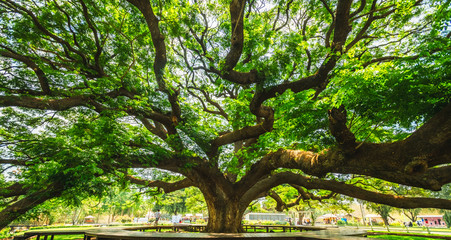 Wall Mural - Panorama beautiful nature scenic landscape Giant Monkey Pod Tree, Attraction famous landmark tourist travel Kanchanaburi Thailand summer vacation trips, Tourism destinations spring scenery place Asia