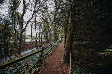 Wall Mural - traumhafter Weg im Wald