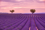 Fototapeta Lawenda - Peaceful nature, summer sunset landscape. Lavender field summer sunset landscape near Valensole. Provence, France