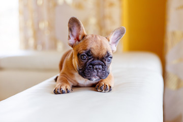 French bulldog puppy at home