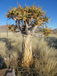 Acacia Tree Namibia
