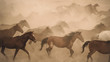 Horses running and kicking up dust. Yilki horses in Kayseri Turkey are wild horses with no owners