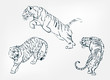 japanese chinese vector design set tiger sketch