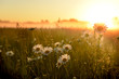 © Ann Stryzhekin - Field with flowers camomiles in the spring. The sun rising in the fog over the horizon. Beautiful landscape in the early summer spring morning.