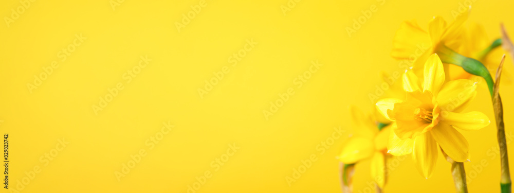 Yellow daffodil on yellow background. Conceptual banner with narcissus with copy space. - obrazy, fototapety, plakaty 