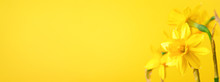 Yellow Daffodil On Yellow Background. Conceptual Banner With Narcissus With Copy Space.