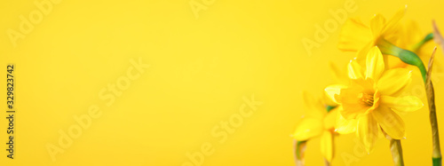 Yellow daffodil on yellow background Poster Mural XXL
