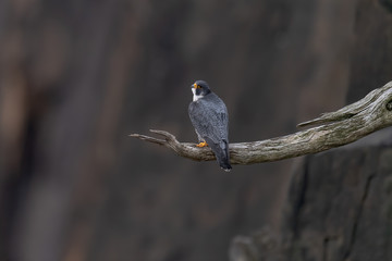 Wall Mural - a peregrine falcon perched on a cliff.