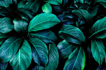 leaves of Spathiphyllum cannifolium, abstract green texture, nature background, tropical leaf